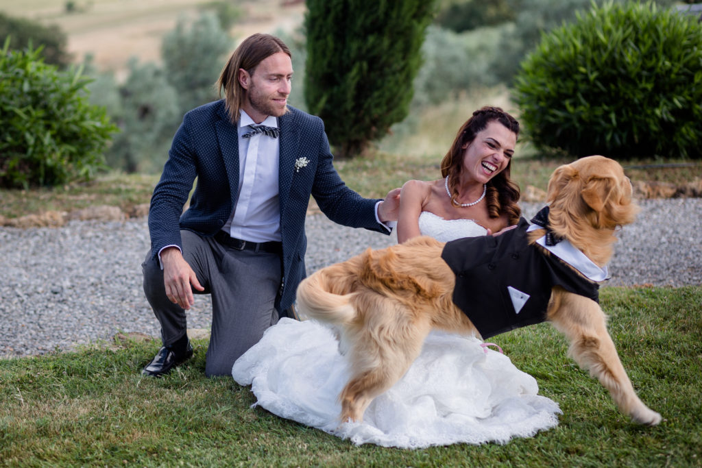 golden retriever al matrimonio